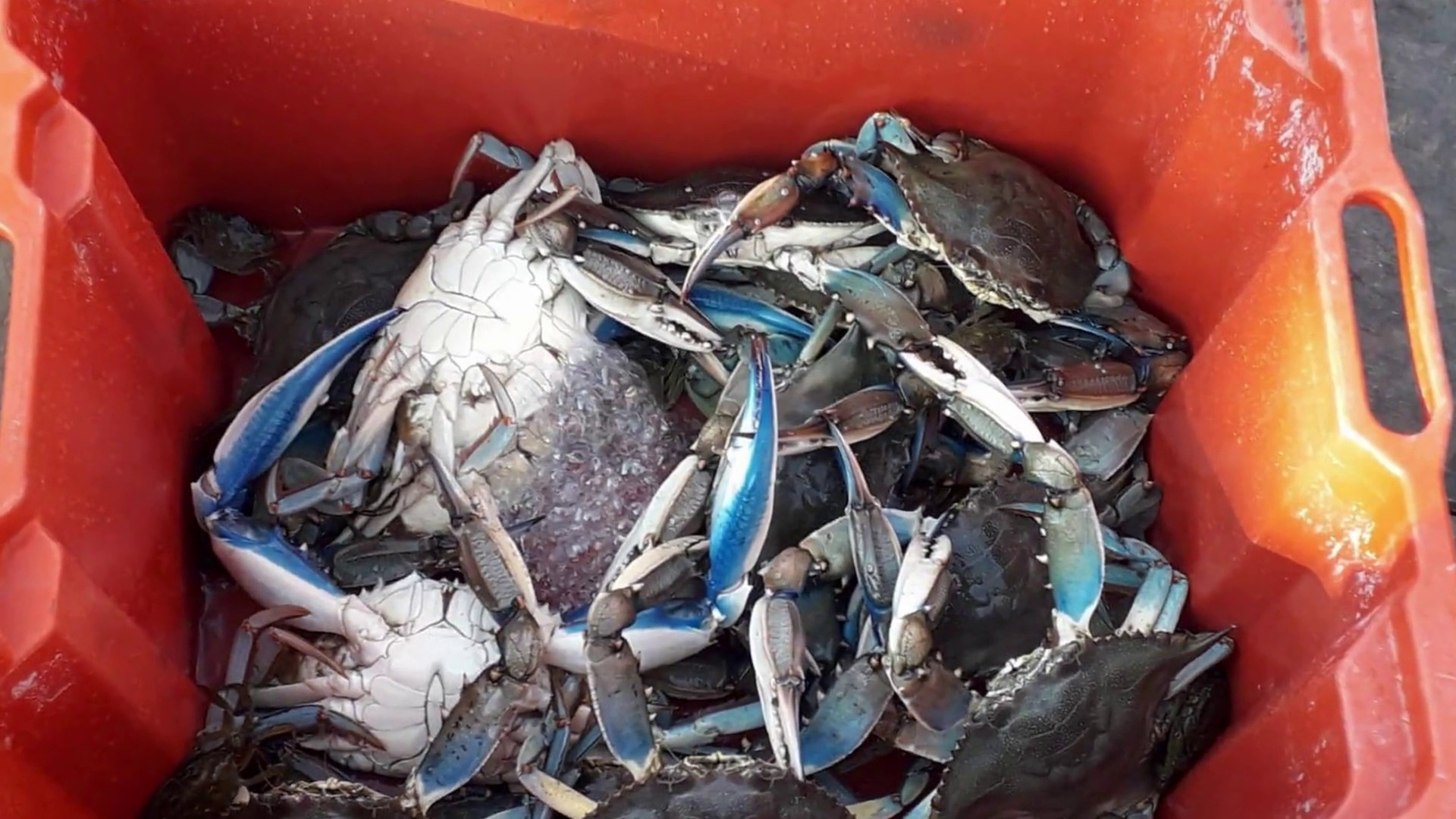 Granchio blu, firmati i decreti per l'emergenza