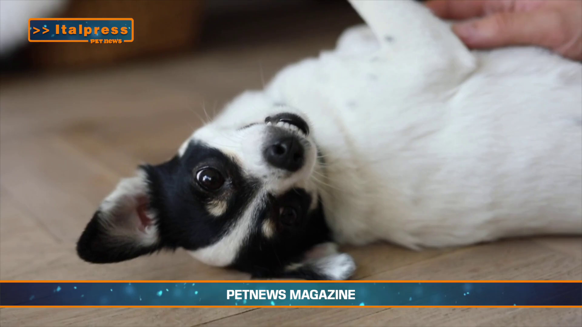 PetNews Magazine - 4/8/2025