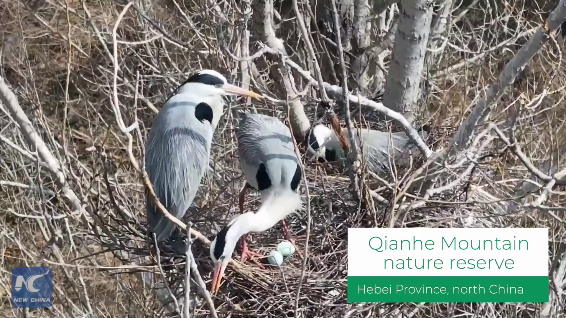 Cina: aironi cenerini tornano a riserva di Qianhe per stagione riproduttiva