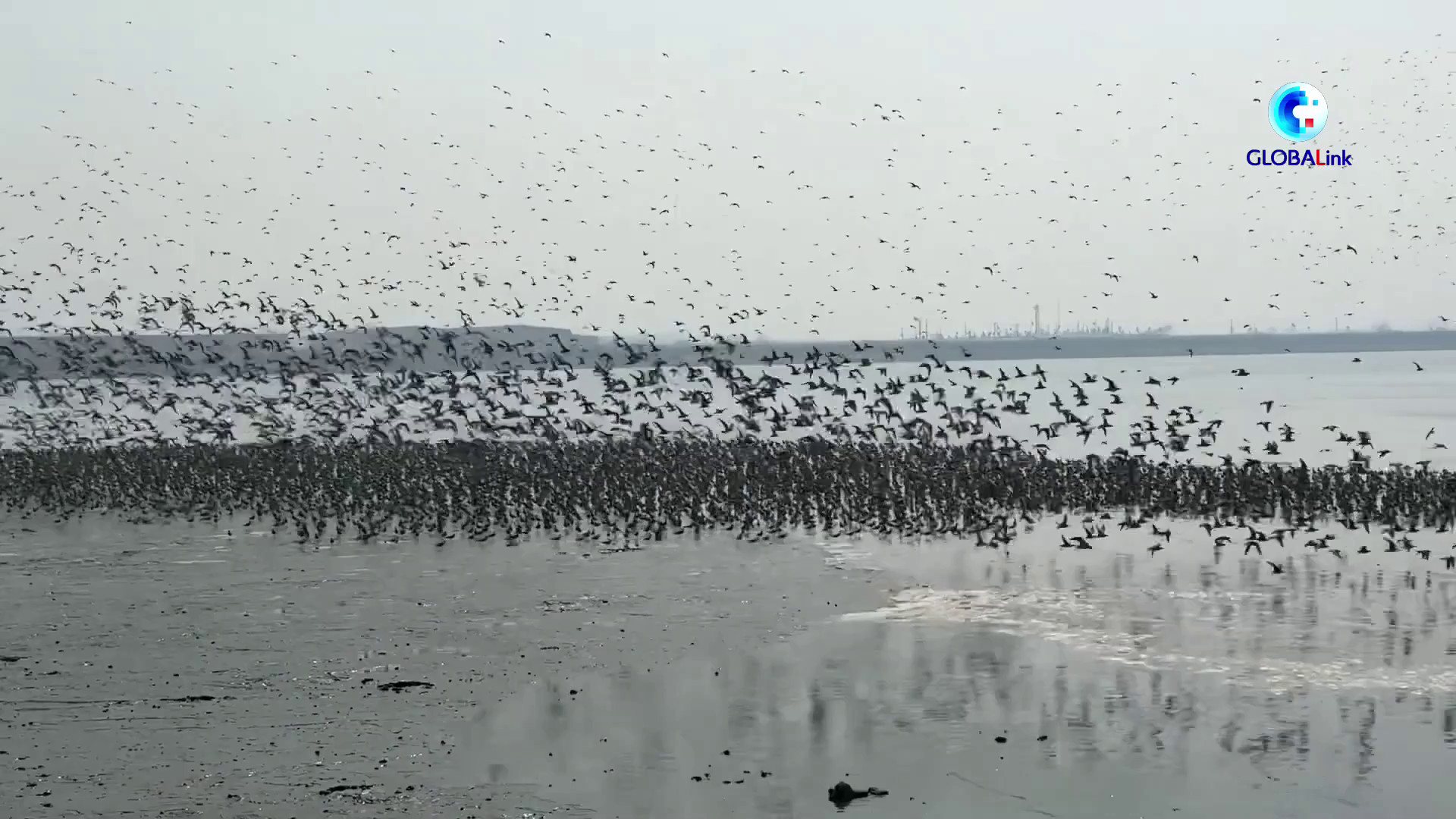 Cina, cittadini e autorità uniti per proteggere la fauna selvatica