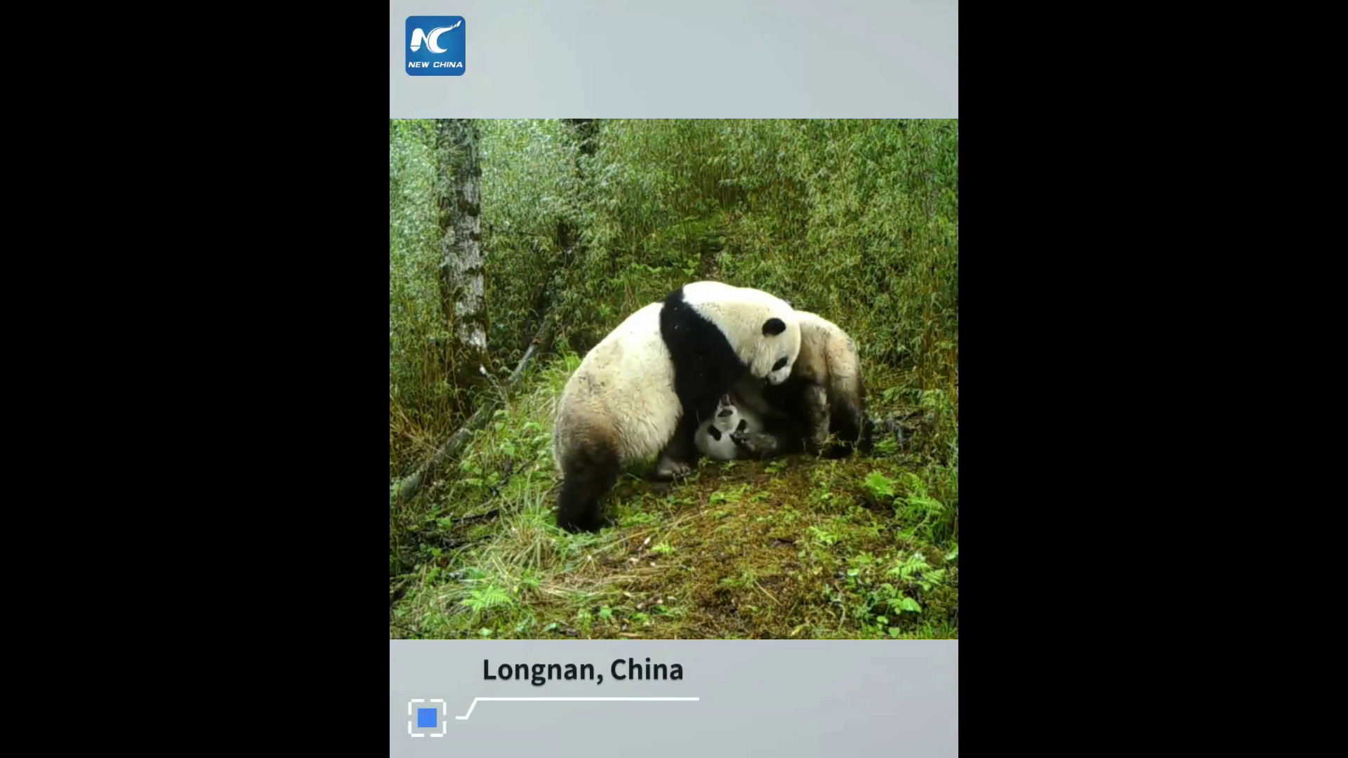 Cina: fotocamere a infrarossi catturano il corteggiamento dei panda