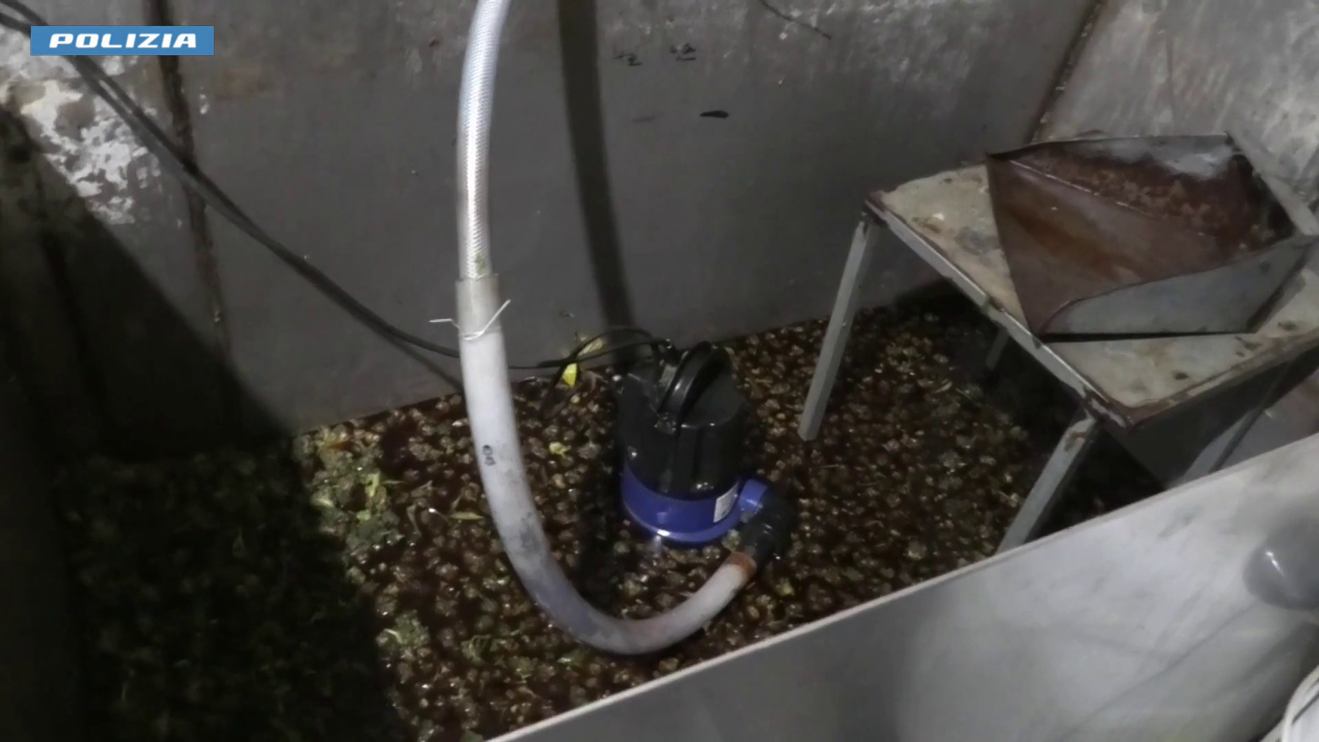 Piantagione di marijuana in un bunker segreto nel Foggiano, 5 arresti