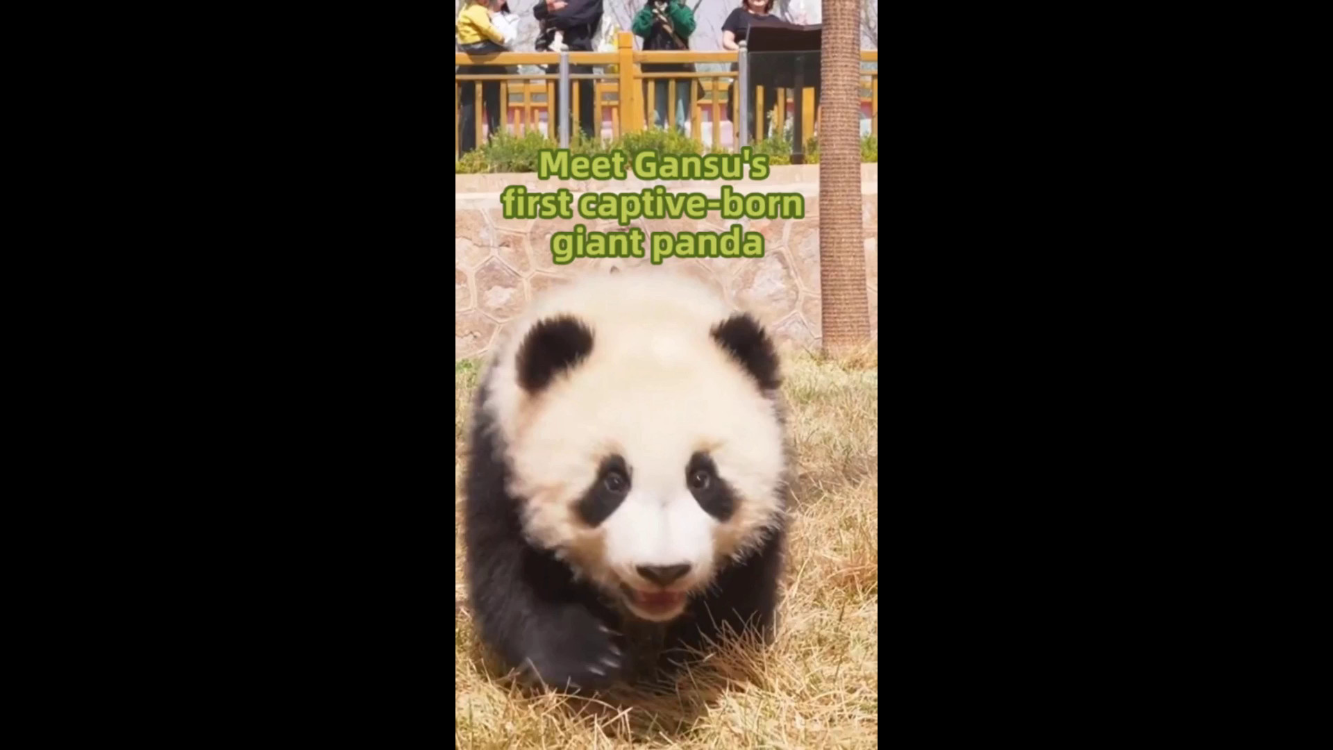 Cina, ecco il primo panda gigante nato in cattività nel Gansu