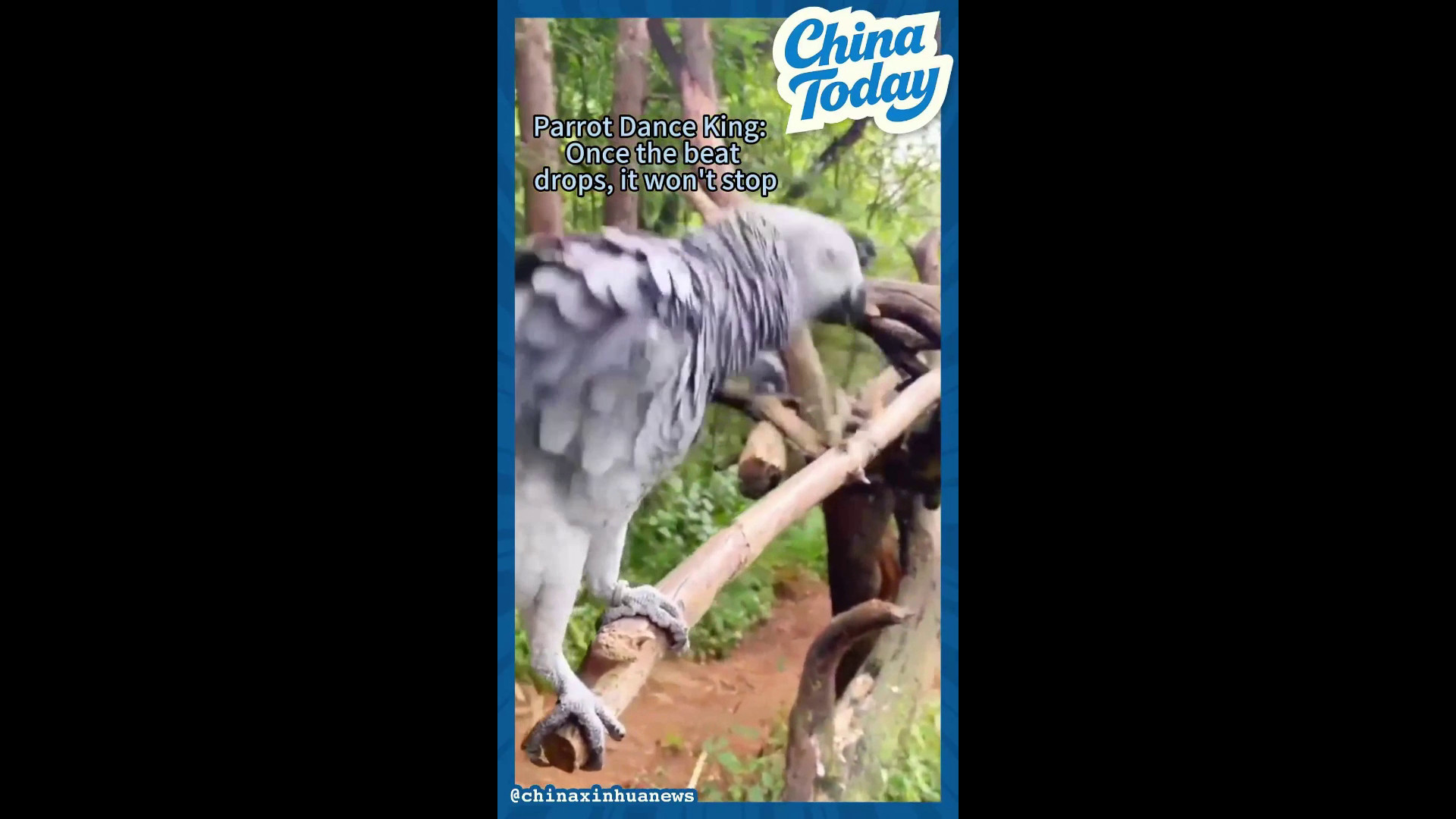 Cina, la danza del pappagallo allo Yunnan Wildlife Park