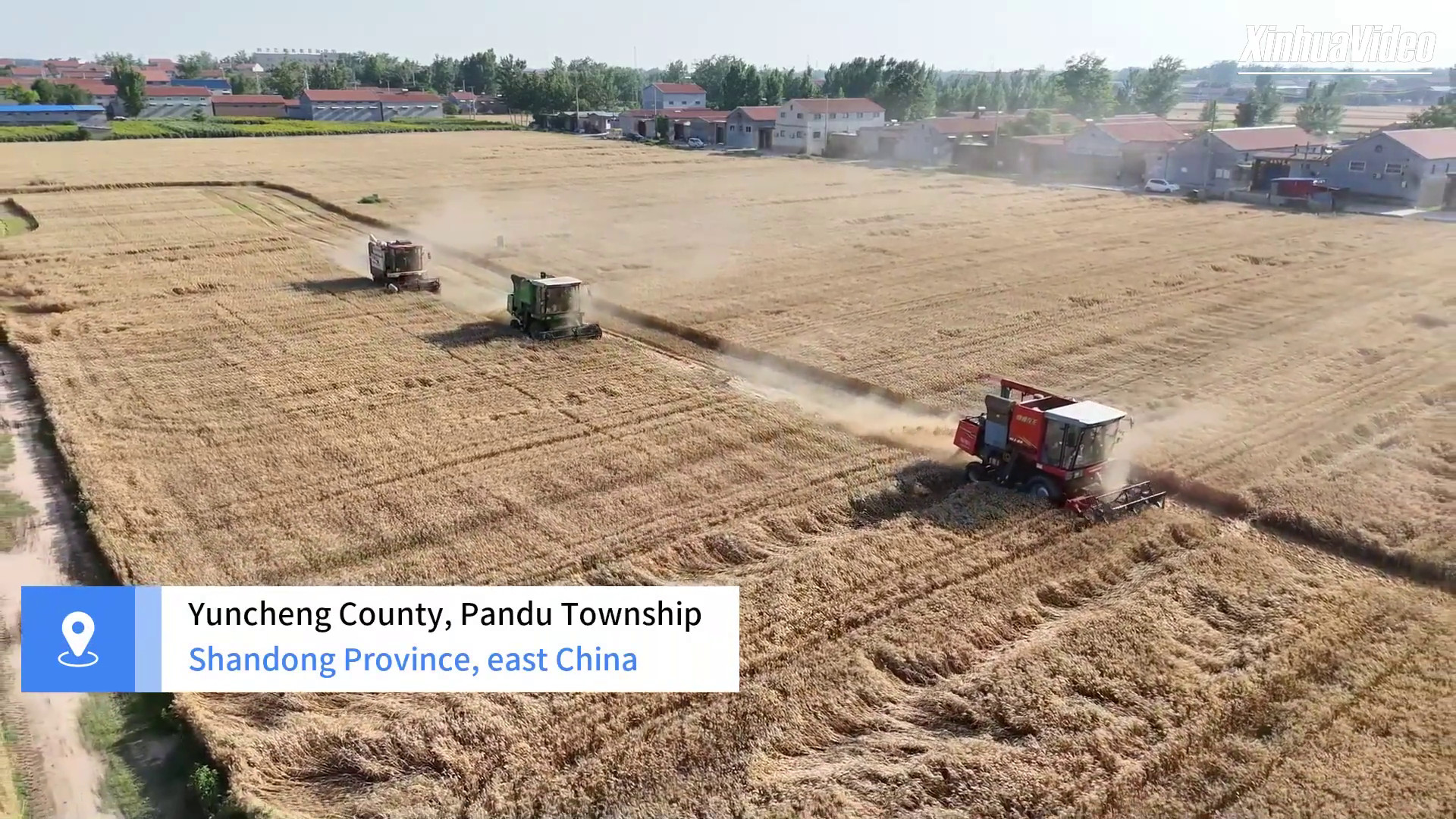 Cina: nuove variet&agrave; di grano trasformano l'agricoltura locale