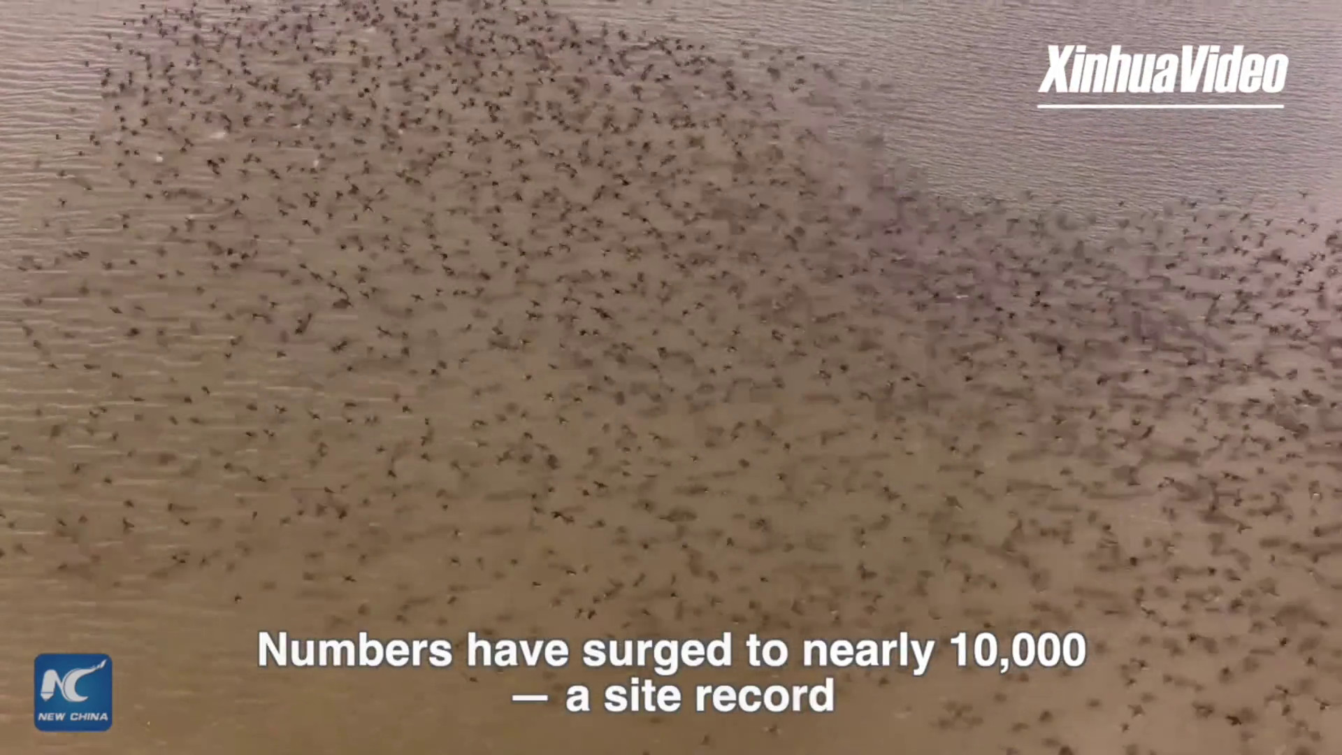 Cina: lo spettacolo delle 